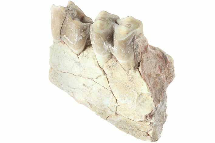 Oreodont (Merycoidodon) Jaw Section - South Dakota #184267